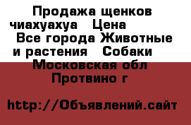 Продажа щенков чиахуахуа › Цена ­ 12 000 - Все города Животные и растения » Собаки   . Московская обл.,Протвино г.